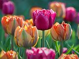 Red Tulip Among Orange_DSCF02100